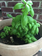 My basil plant