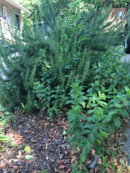 The rosemary and mint growing in abundance next to our driveway
